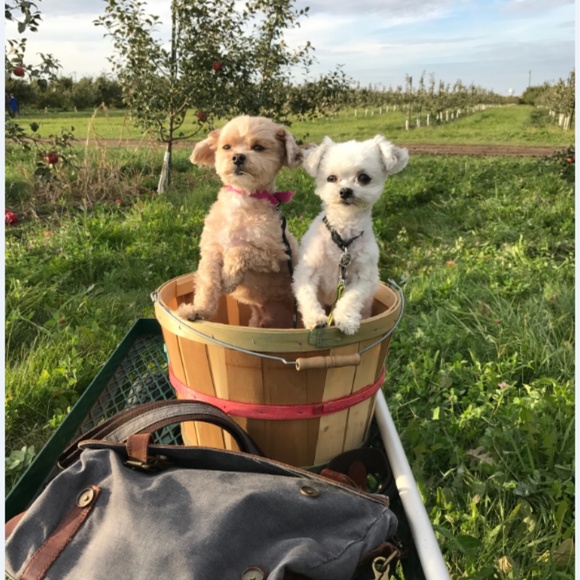 Gunner - Picture 4 of 6